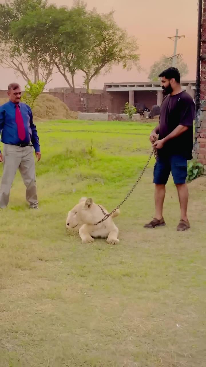 冲刺终点：美国队对荷兰队展开激烈对抗的简单介绍